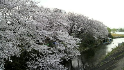 多摩川桜